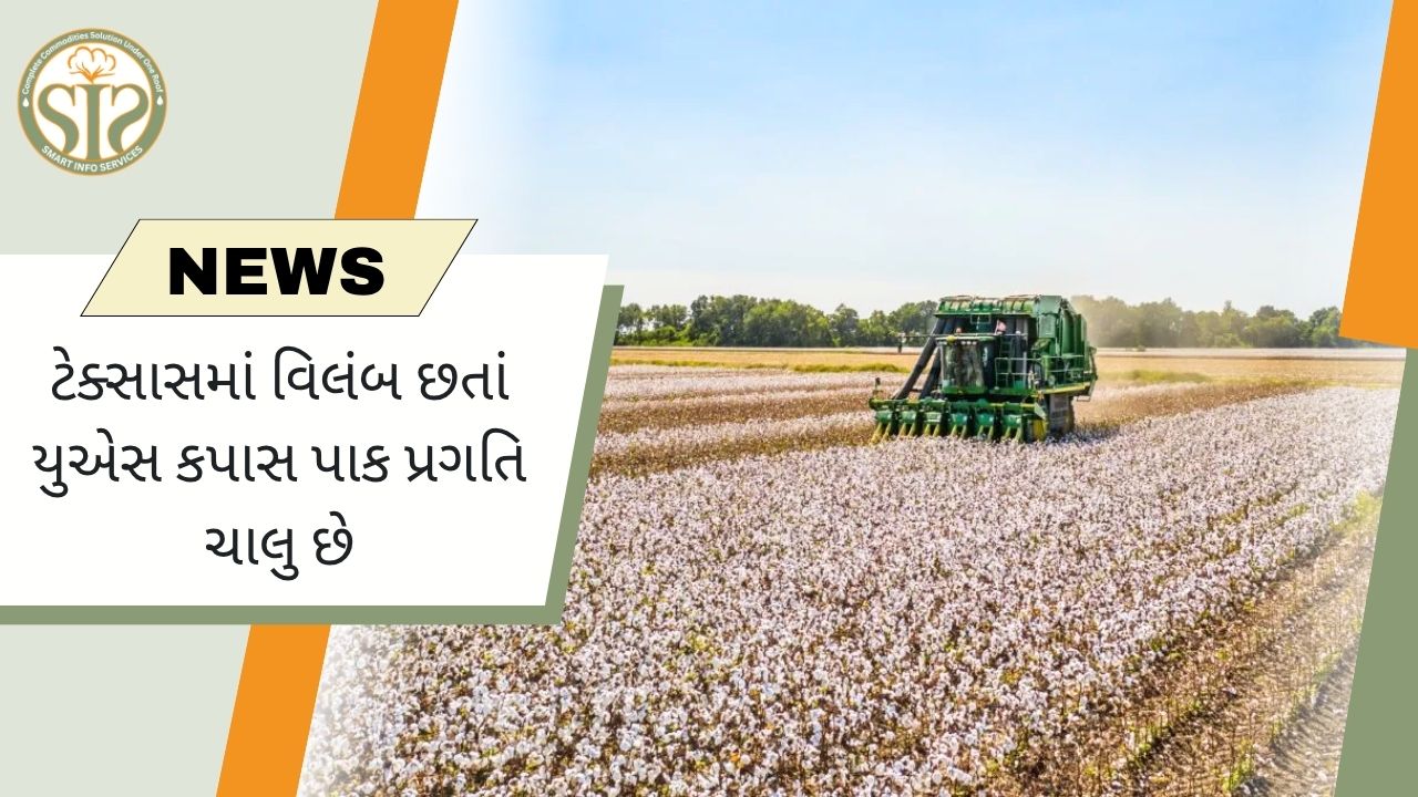 ટેક્સાસમાં વિલંબ છતાં અમેરિકામાં કપાસ વાવણી આગળ વધી