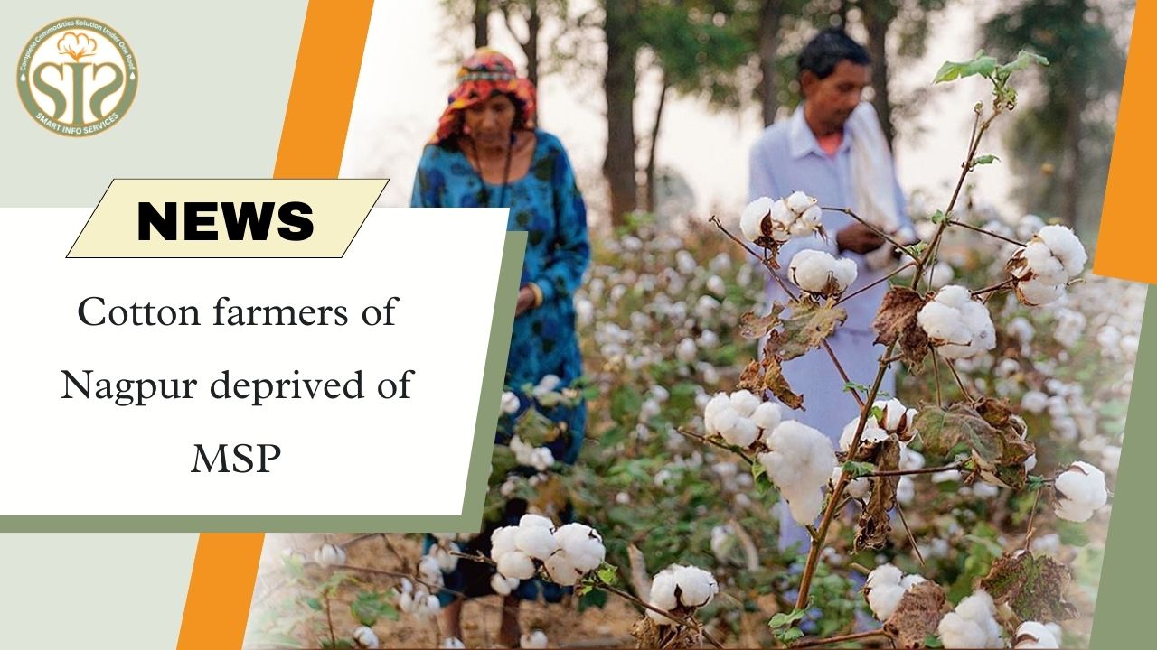 Nagpur's cotton farmers deprived of MSP