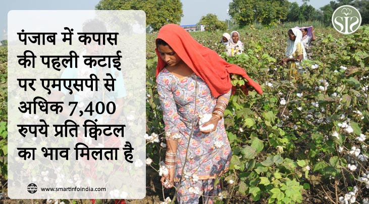 पंजाब में कपास की पहली कटाई पर एमएसपी से अधिक 7,400 रुपये प्रति क्विंटल का भाव मिलता है