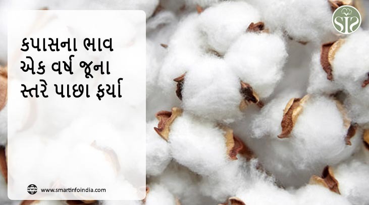 કપાસના ભાવ એક વર્ષ જૂના સ્તરે પાછા ફર્યા