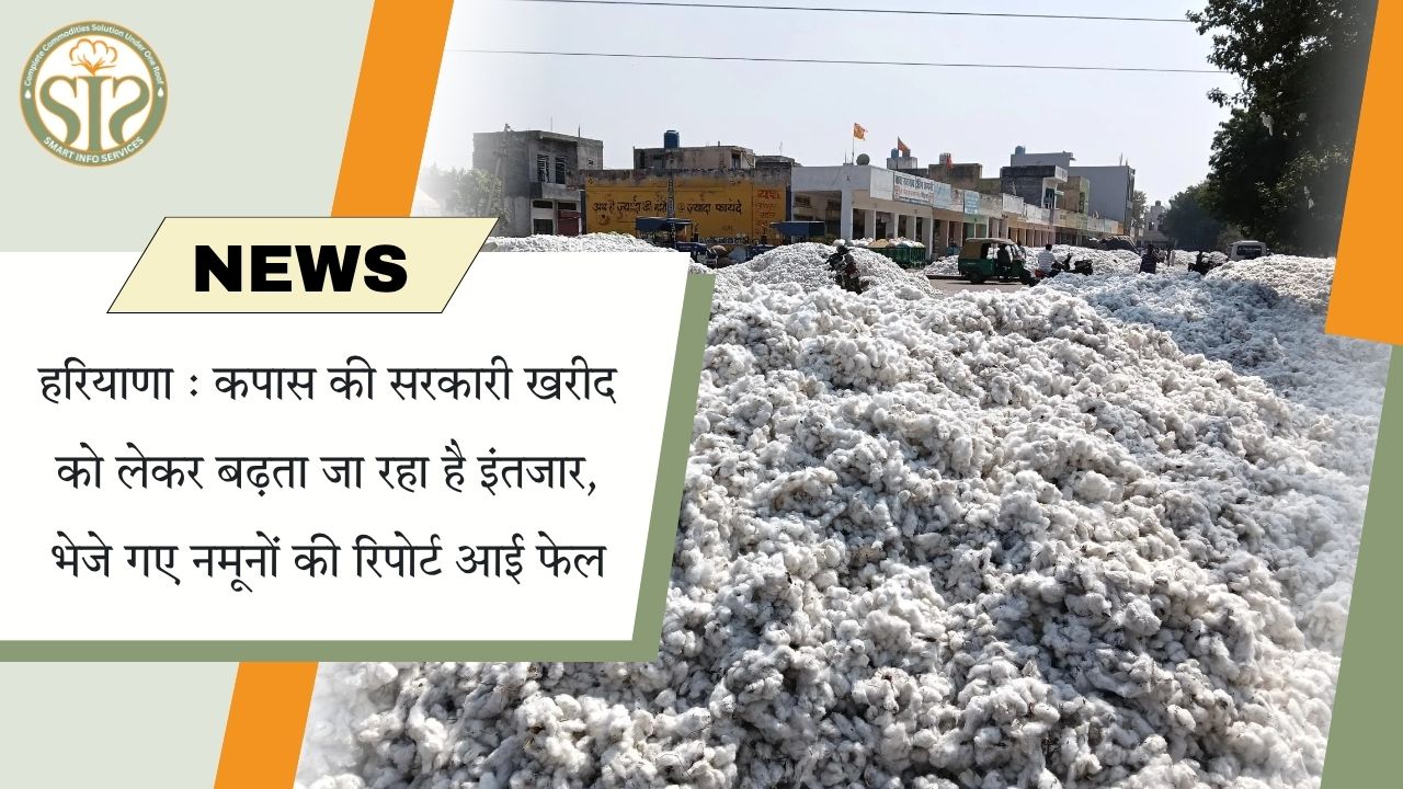 हरियाणा: कपास खरीद अटकी, नमूने फेल