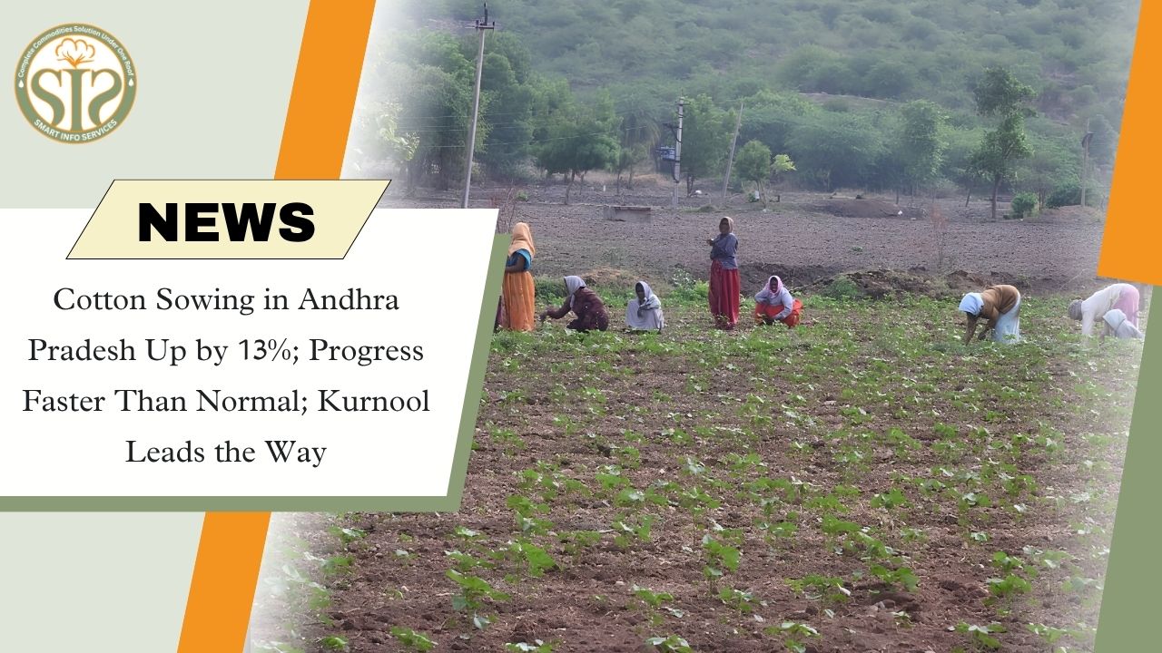 Andhra Pradesh Cotton Sowing Rises 13%; Kurnool Tops as Planting Outpaces Normal