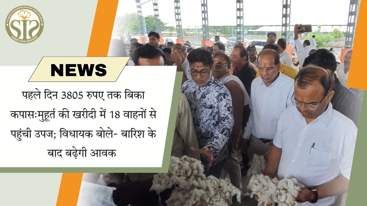 कपास 3805 रु. तक बिका, मुहूर्त बिक्री में 18 गाड़ियाँ पहुँचीं