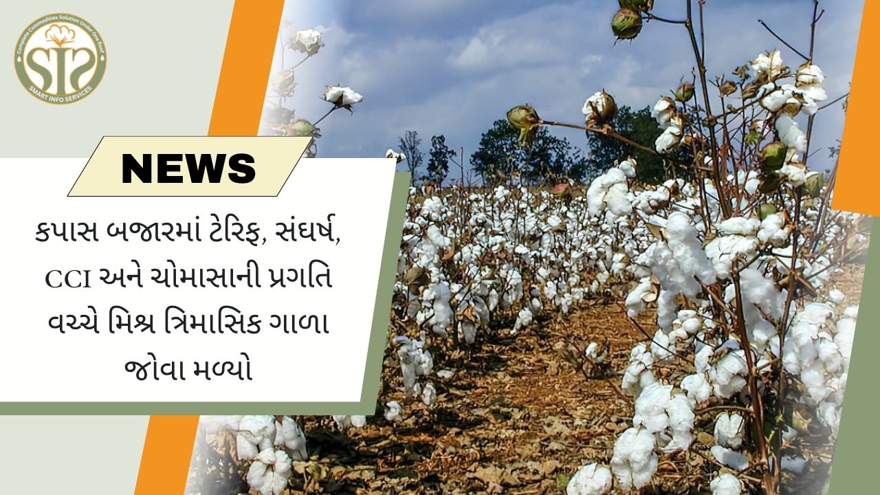 ટેરિફ અને ચોમાસાએ કપાસનો માર્ગ બદલી નાખ્યો