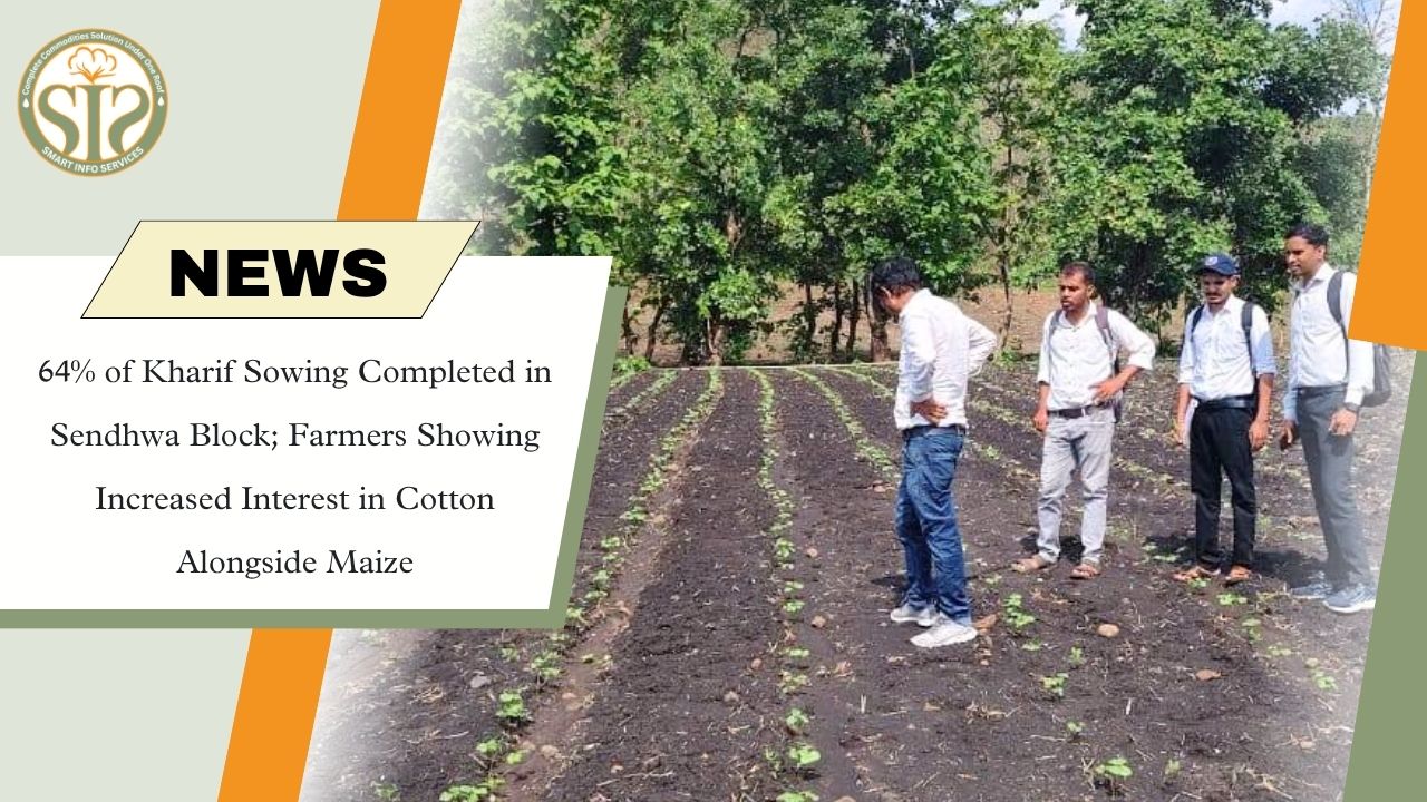 64% of Kharif Sowing Completed in Sendhwa; Farmers Shift Focus to Cotton Alongside Maize