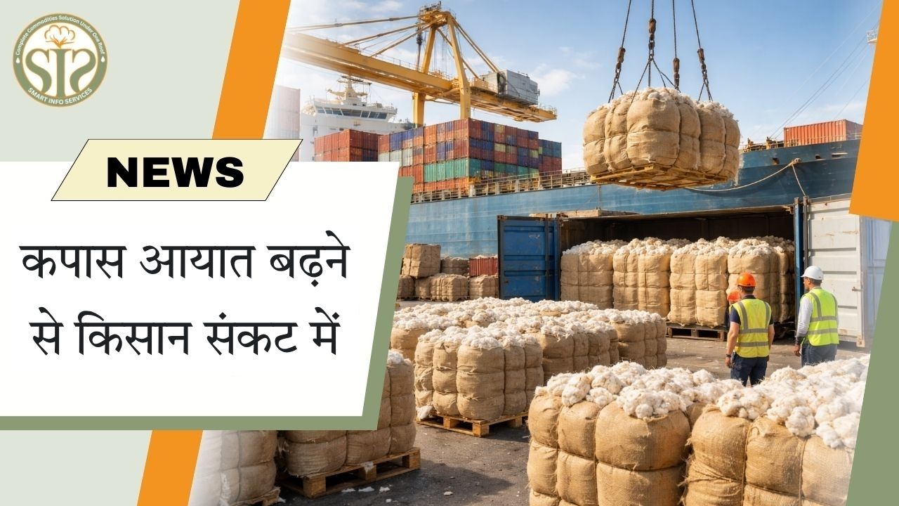 कपास आयात बढ़ने से किसान संकट में