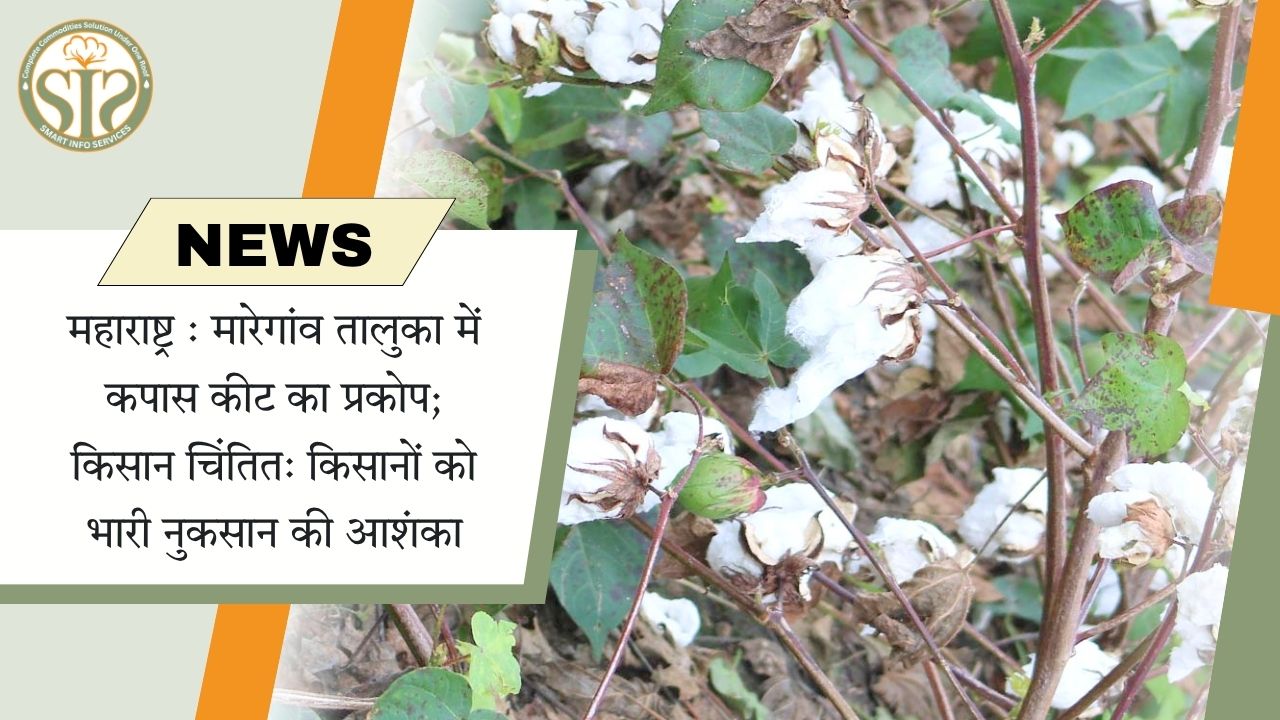 महाराष्ट्र : मारेगांव तालुका में कपास कीट का प्रकोप; किसान चिंतित: किसानों को भारी नुकसान की आशंका