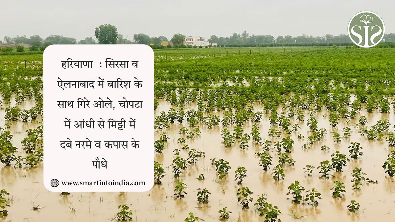 हरियाणा  : सिरसा व ऐलनाबाद में बारिश के साथ गिरे ओले, चोपटा में आंधी से मिट्टी में दबे नरमे व कपास के पौधे