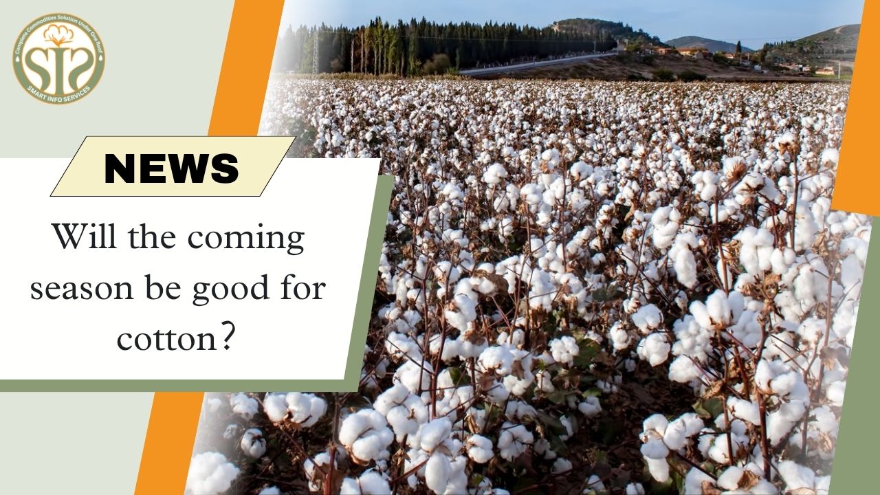 Positive Signs for the Upcoming Cotton Season