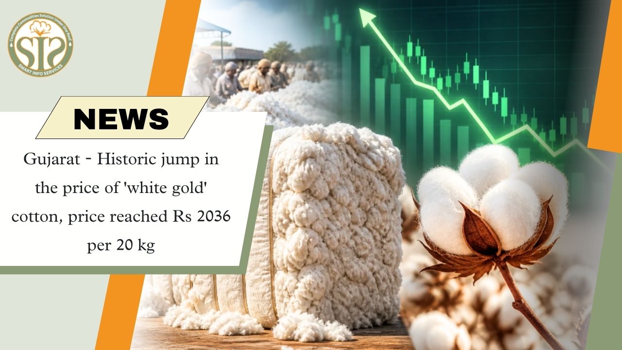 Cotton Prices Hit ₹2036 in Gujarat