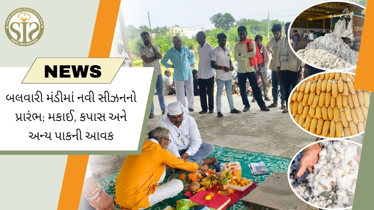 બલવાડી મંડીમાં નવો સીઝન શરૂ