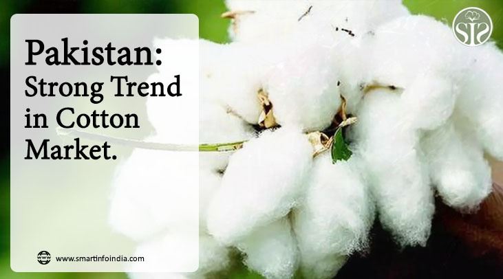 Pakistan: Strong trend in cotton market