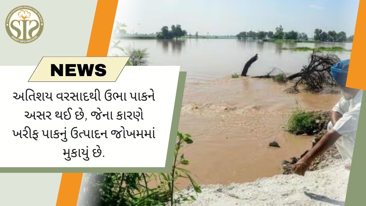 અતિશય વરસાદને કારણે ખરીફ પાકનું સંકટ