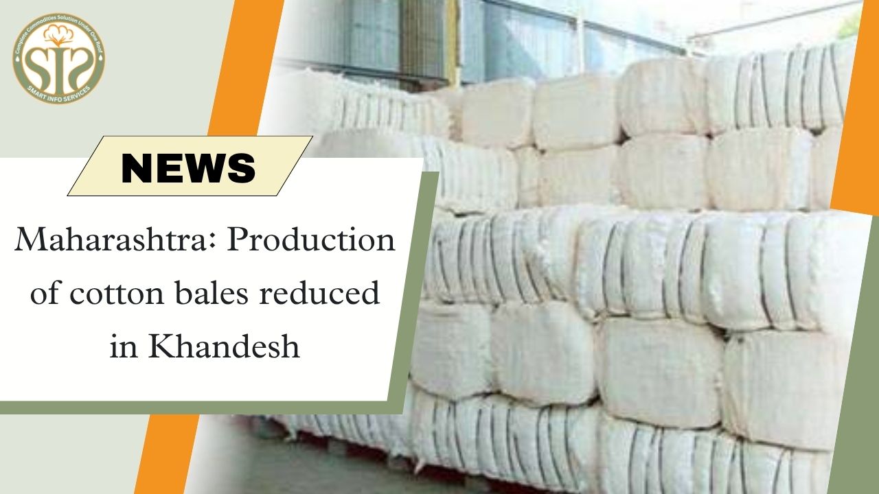 Maharashtra: Production of cotton bales reduced in Khandesh
