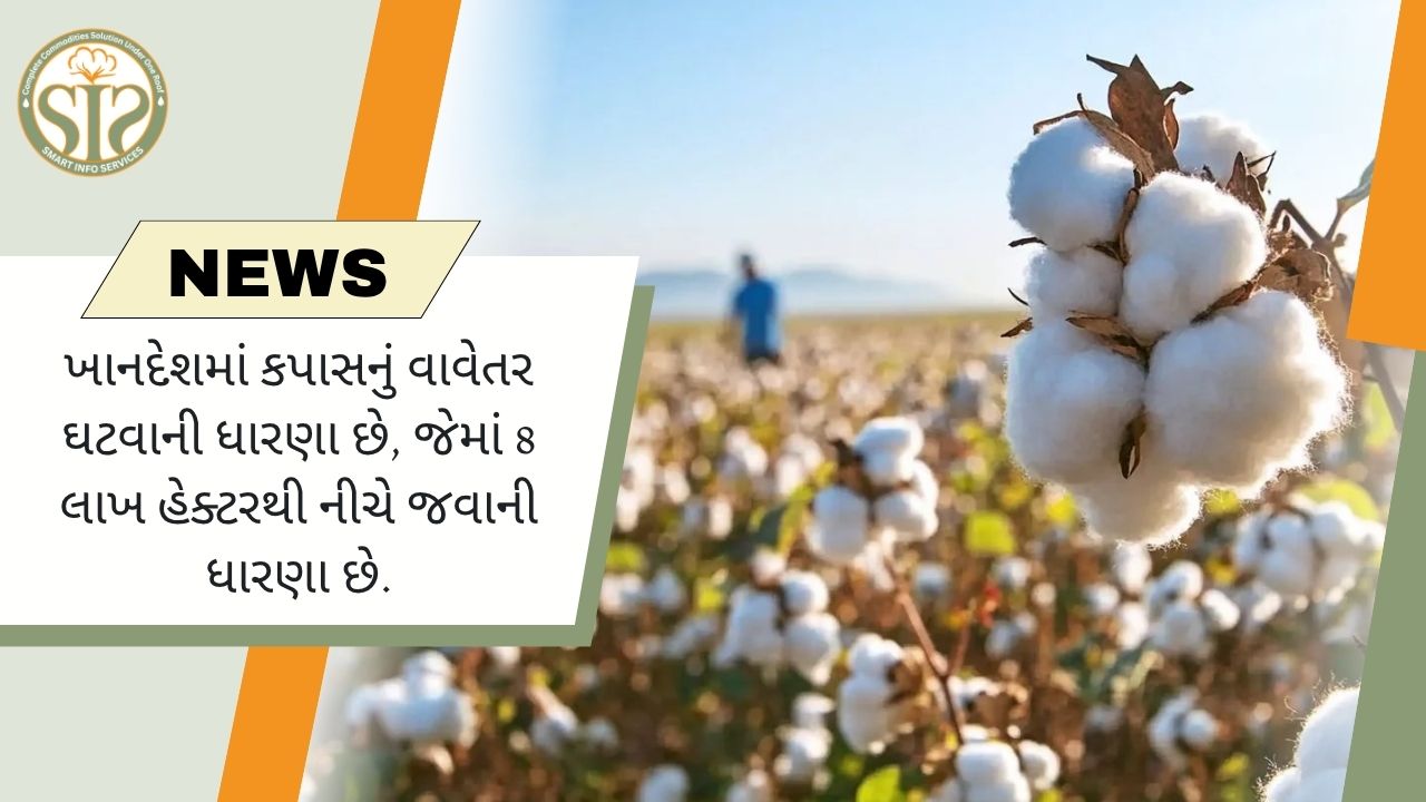 ખાનદેશમાં કપાસનો વાવેતર વિસ્તાર 8 લાખ હેક્ટરથી નીચે જવાની ધારણા છે.