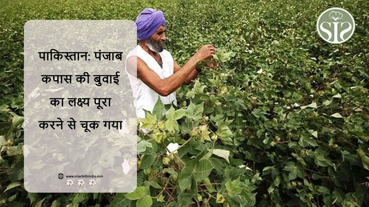 पाकिस्तान: पंजाब कपास की बुवाई का लक्ष्य पूरा करने से चूक गया