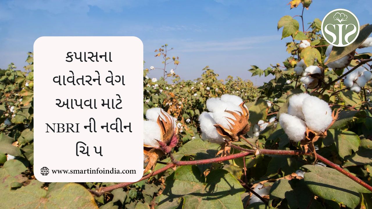 કપાસના વાવેતરને વેગ આપવા માટે NBRI ની નવીન ચિપ