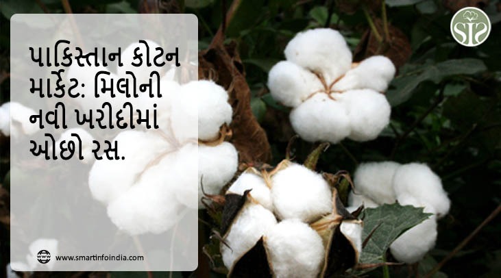 પાકિસ્તાન કોટન માર્કેટ: મિલોની નવી ખરીદીમાં ઓછો રસ.