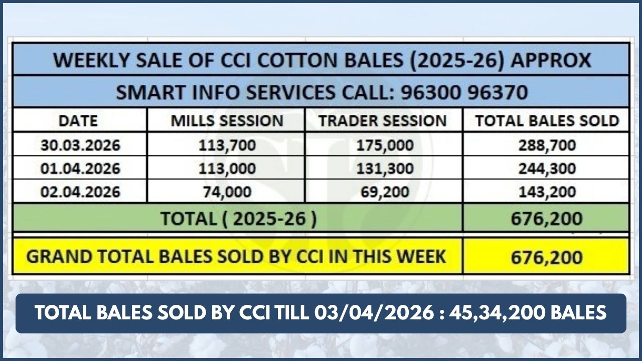 CCIએ કપાસના ભાવમાં ₹2,000નો વધારો કર્યો, સાપ્તાહિક વેચાણ 6.76 લાખ ગાંસડીને પાર