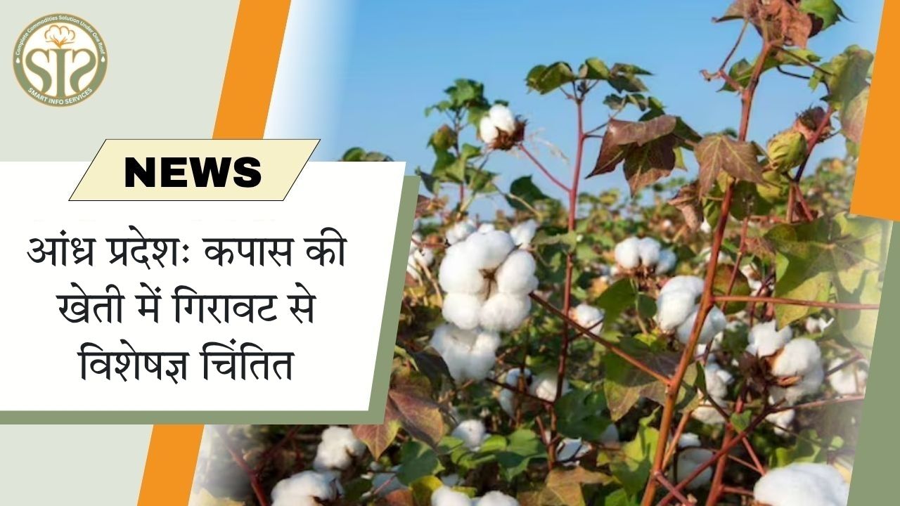 आंध्र प्रदेश: कपास की खेती में गिरावट से विशेषज्ञ चिंतित