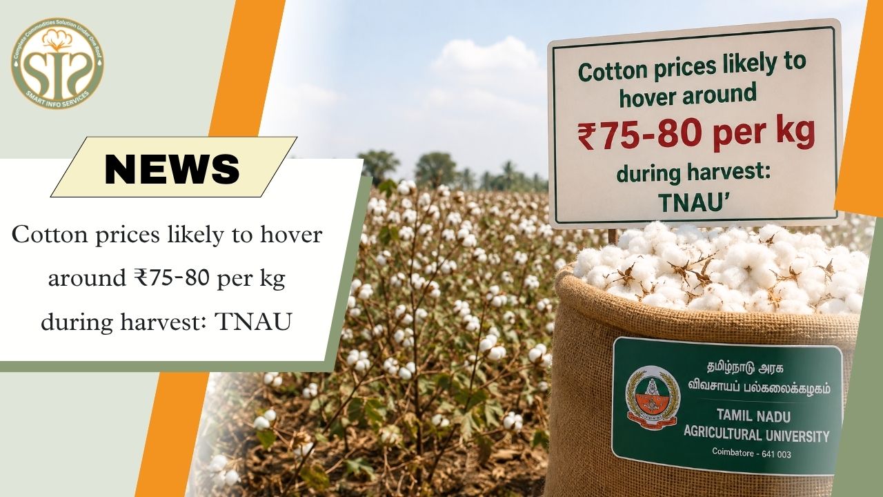 Cotton Prices Likely to Stay at ₹75-80 per Kg During Harvest: TNAU