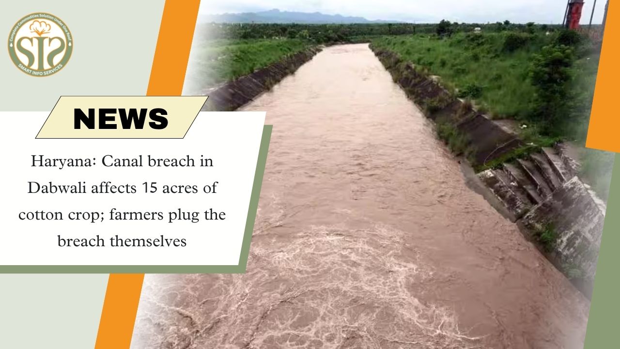 Haryana Canal Breach Damages 15 Acres of Cotton Crop in Dabwali