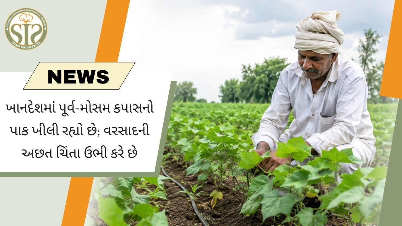 મહારાષ્ટ્રના ખાનદેશમાં અગ્રિમ કપાસનો પાક સારો, વરસાદની અછતથી ખેડૂતો ચિંતિત
