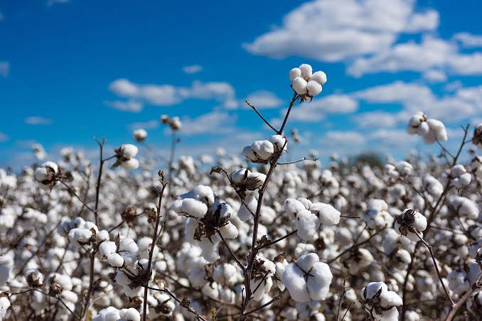 World Cotton Day: District-Level Workshop in Pahuna Educates Farmers