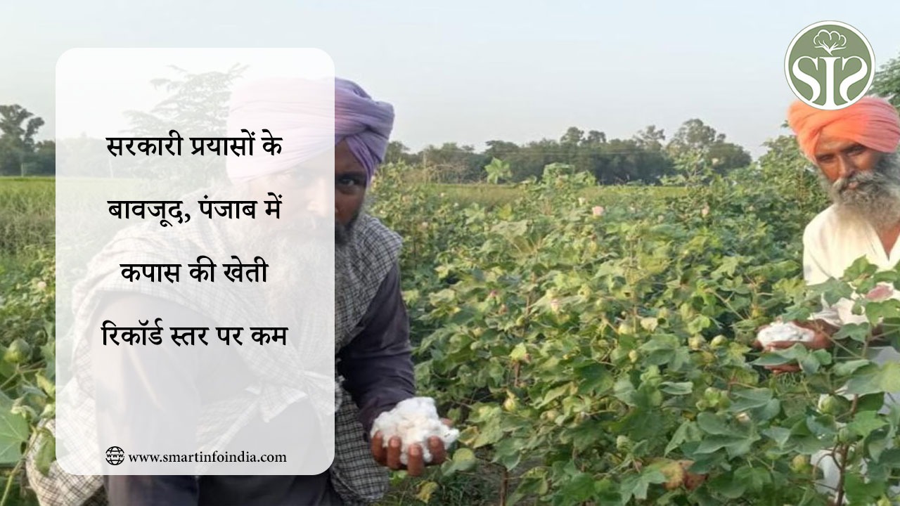 सरकारी प्रयासों के बावजूद, पंजाब में कपास की खेती रिकॉर्ड स्तर पर कम