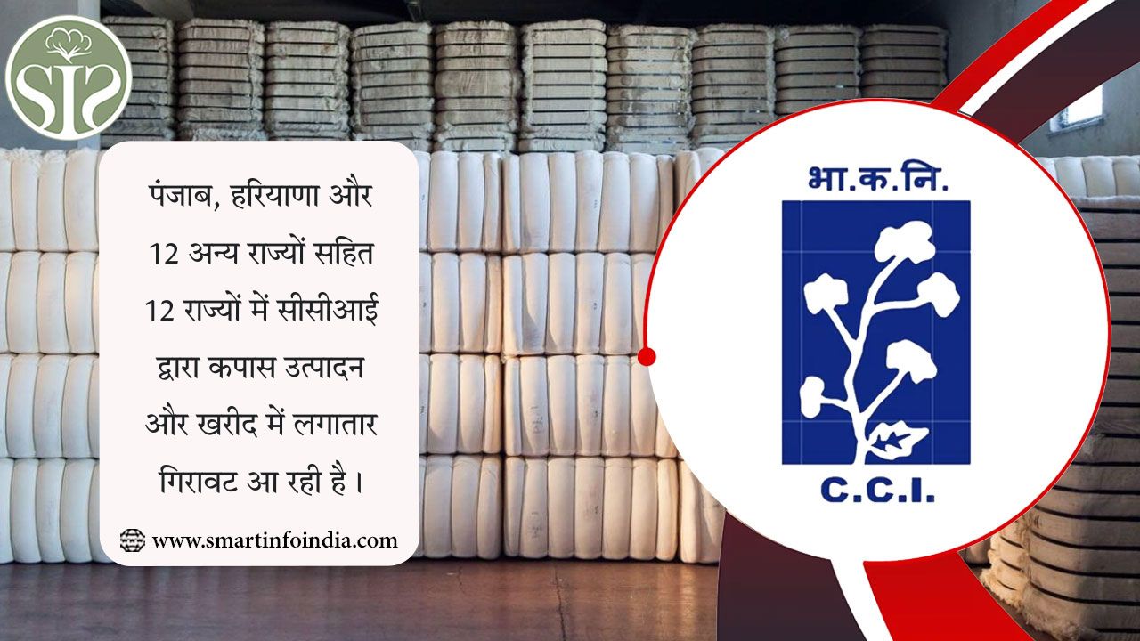 पंजाब, हरियाणा और 10 अन्य राज्यों में सीसीआई द्वारा कपास उत्पादन और खरीद में गिरावट