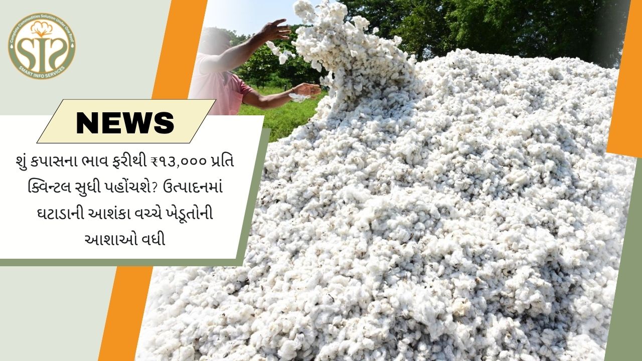 શું કપાસના ભાવ ફરી ₹13,000 પ્રતિ ક્વિન્ટલ પહોંચશે?