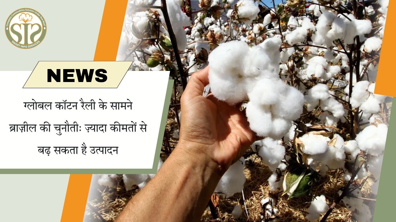 वैश्विक कपास रैली पर ब्राज़ील के बढ़ते उत्पादन की चुनौती, 2027 पर टिकी नजर