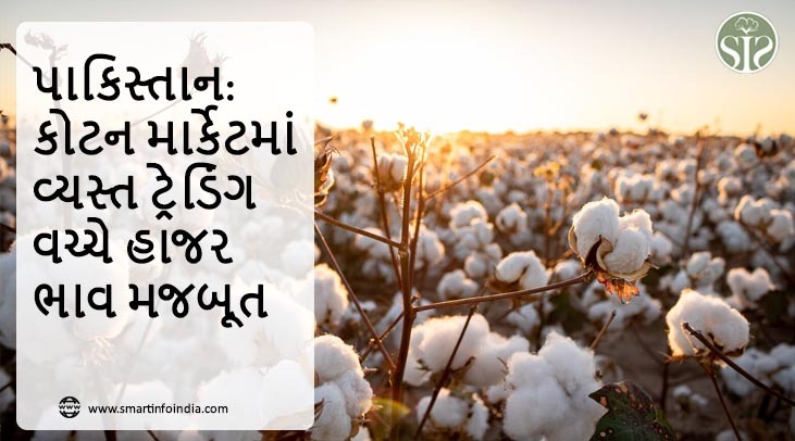 પાકિસ્તાન: કોટન માર્કેટમાં વ્યસ્ત ટ્રેડિંગ વચ્ચે હાજર ભાવ મજબૂત