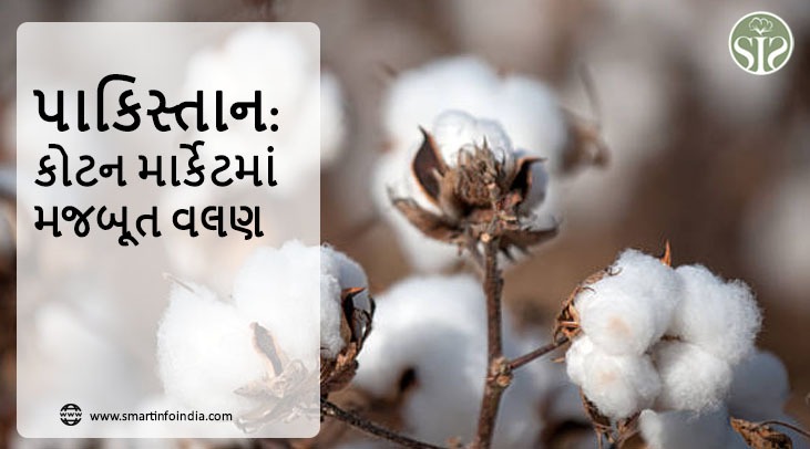 પાકિસ્તાન કોટન માર્કેટમાં મજબૂત વલણ