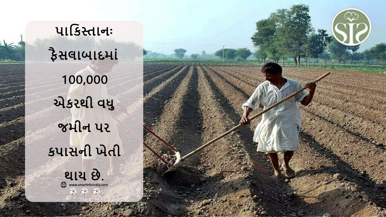 પાકિસ્તાનઃ ફૈસલાબાદમાં 100,000 એકરથી વધુ જમીન પર કપાસની ખેતી થાય છે.