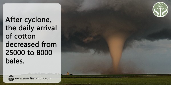 After the cyclone, the daily arrival of cotton decreased from 25,000 to 8,000 bales.