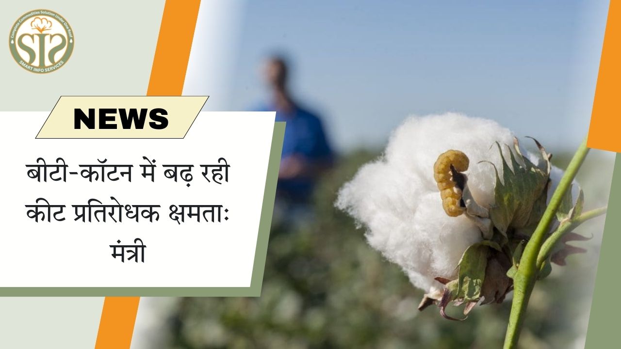बीटी-कॉटन पर कीटों का बढ़ता असर