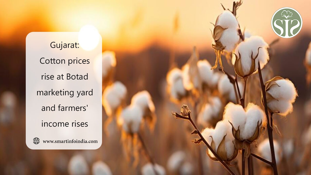 Gujarat: Cotton prices rise at Botad marketing yard and farmers' income rises