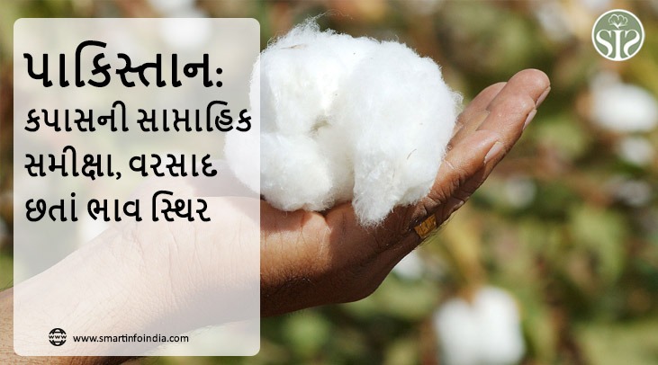 પાકિસ્તાન: કપાસની સાપ્તાહિક સમીક્ષા, વરસાદ છતાં દર સ્થિર