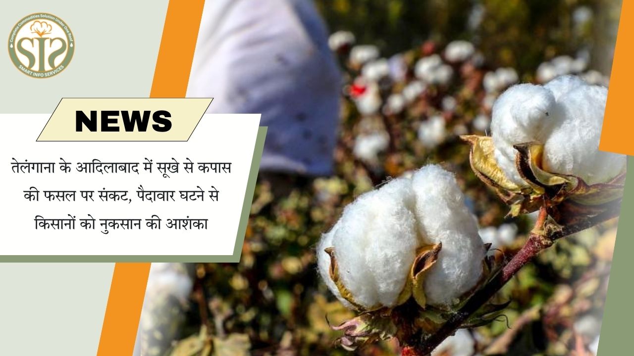 આદિલાબાદમાં દુષ્કાળથી કપાસના ઉત્પાદન પર જોખમ