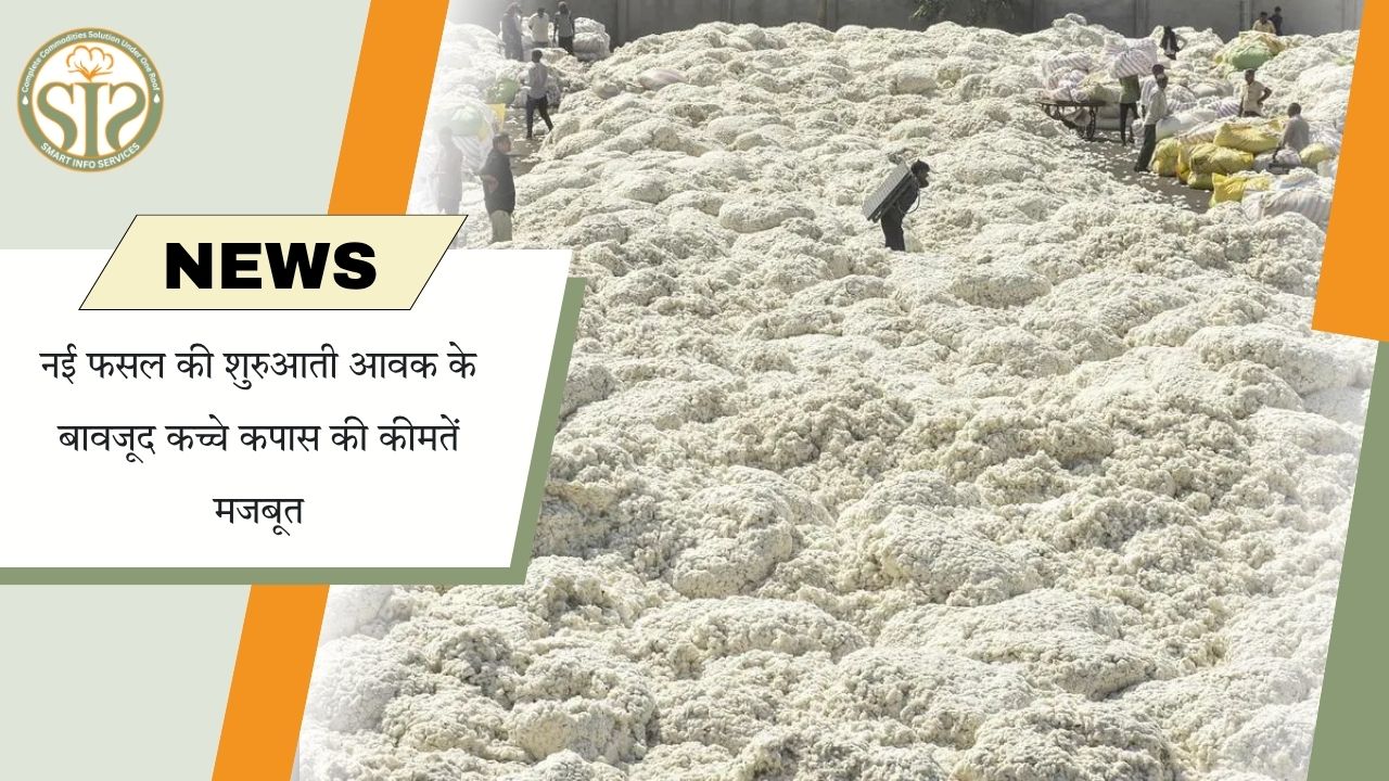 नई फसल के बीच कपास भाव मजबूत