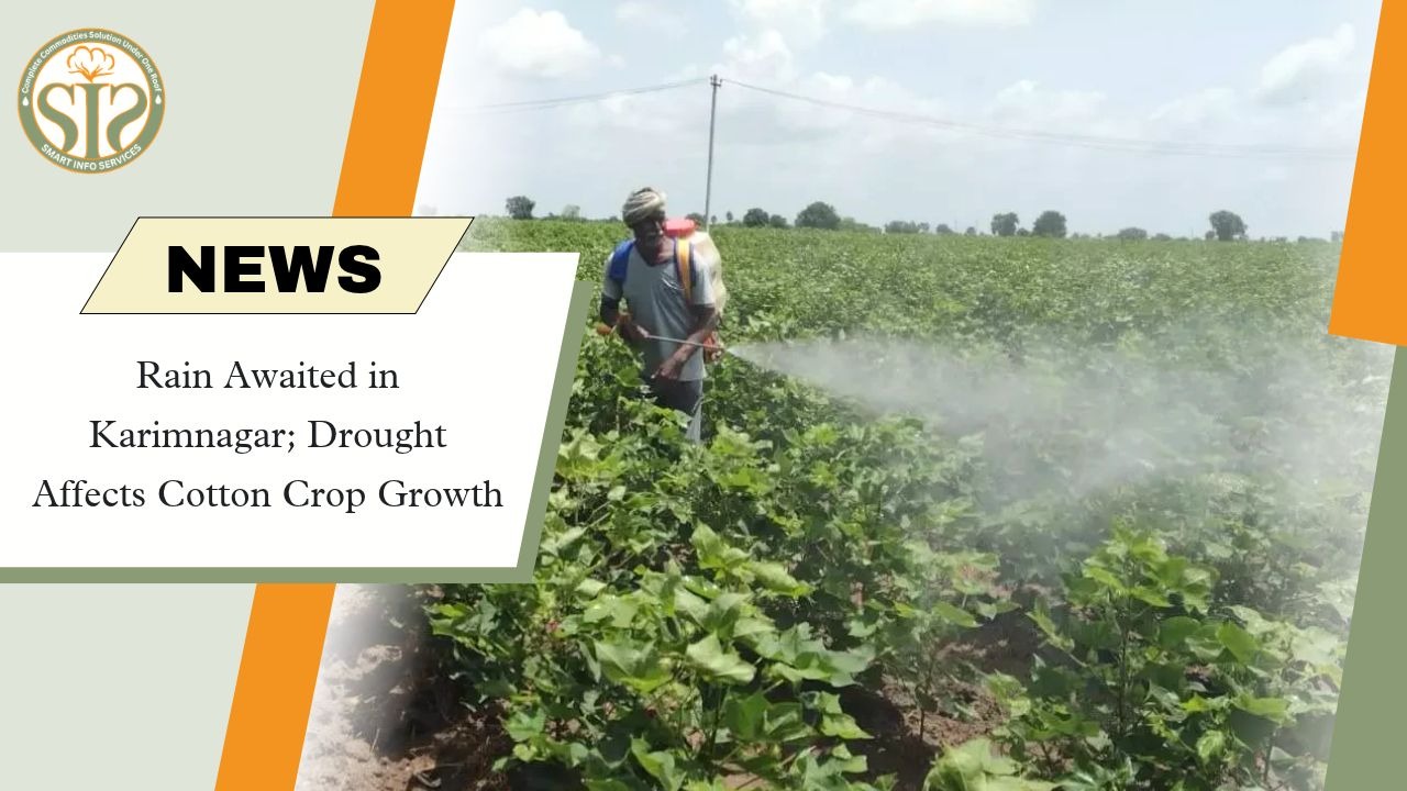 Karimnagar Cotton Crop Under Drought Stress