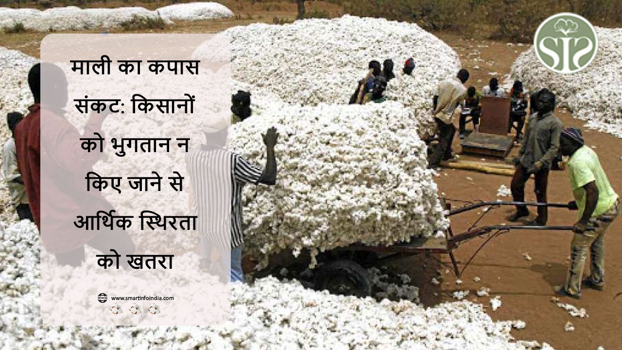 माली का कपास संकट: किसानों को भुगतान न किए जाने से आर्थिक स्थिरता को खतरा