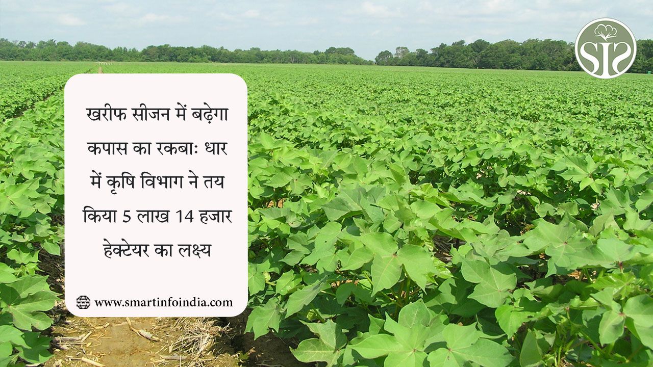 खरीफ सीजन में बढ़ेगा कपास का रकबा: धार में कृषि विभाग ने तय किया 5 लाख 14 हजार हेक्टेयर का लक्ष्य