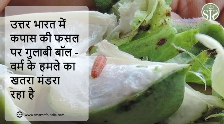 *उत्तर भारत में कपास की फसल पर गुलाबी बॉलवर्म के हमले का खतरा मंडरा रहा है*