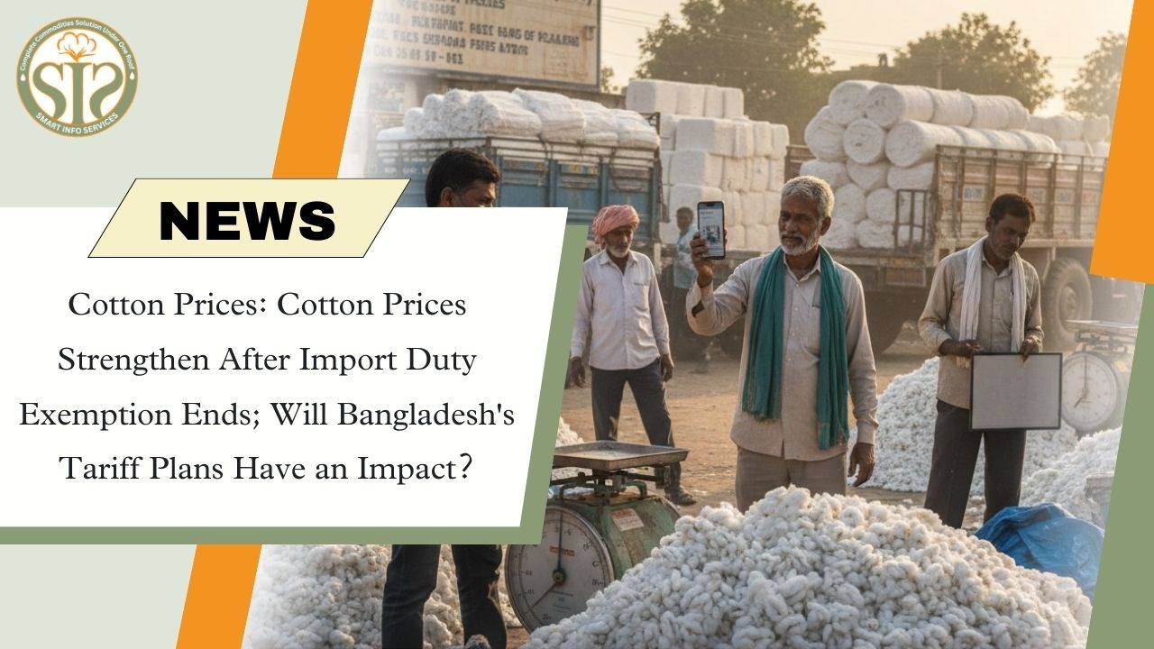 Cotton prices firm: End of import duty exemption, impact of Bangladesh tariffs?