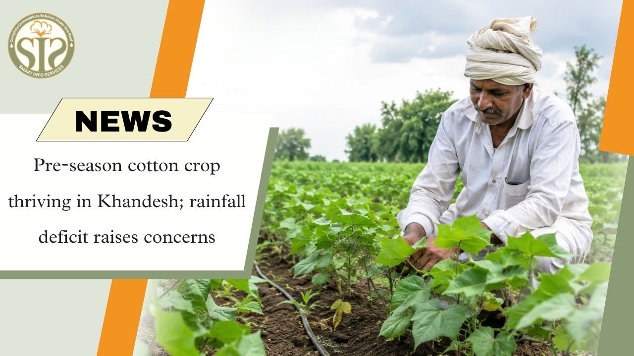 Pre-Season Cotton Crop Thrives in Khandesh, Rainfall Deficit Raises Concerns