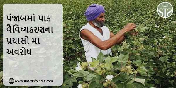 પંજાબમાં પાક વૈવિધ્યકરણના પ્રયાસો અવરોધાયા