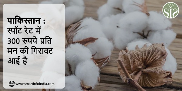 पाकिस्तान : स्पॉट रेट में 300 रुपये प्रति मन की गिरावट आई है