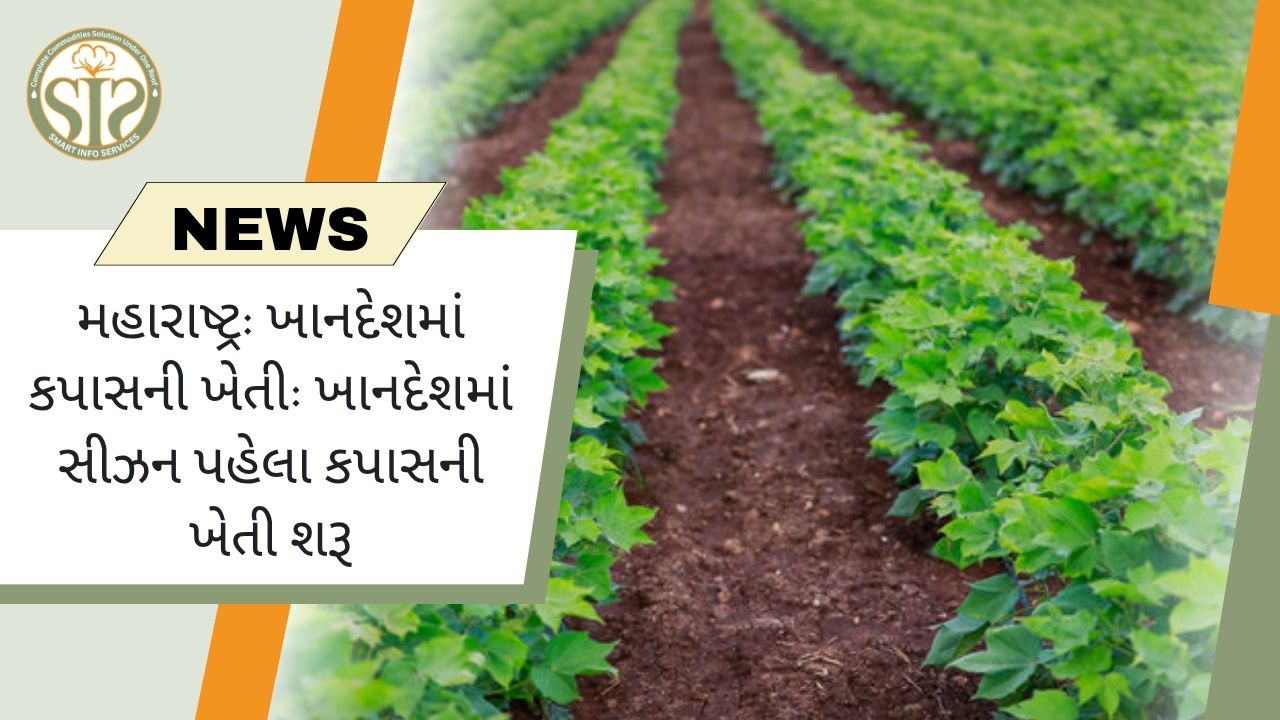 ખાનદેશમાં સીઝન પહેલા કપાસની ખેતી શરૂ
